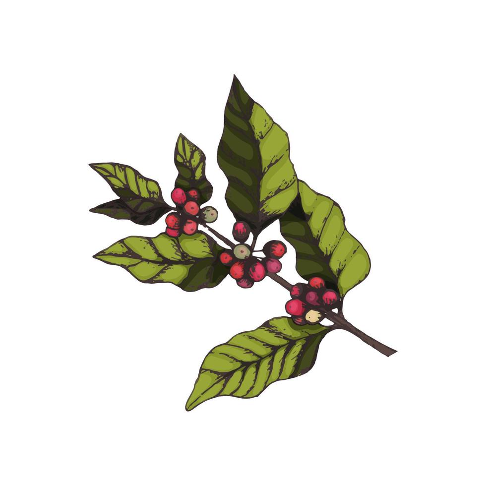 branche de une café arbre avec café baies dans le style de gravure dans couleur. brillant branche de café avec feuilles et des fruits pour emballage conception, produit, café et café maison menu vecteur