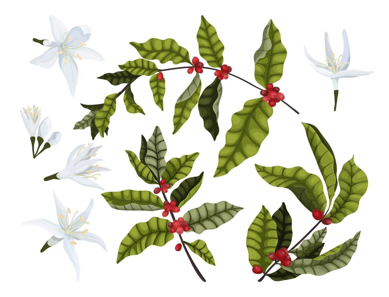 ensemble de café branches avec rouge baies et café fleurs sur une blanc Contexte. isolé. paquet conception et Étiquettes vecteur