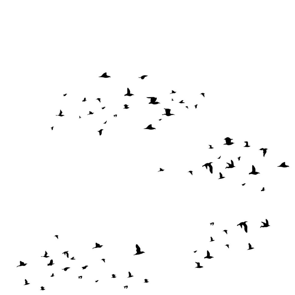 une troupeau de des oiseaux est en volant vecteur