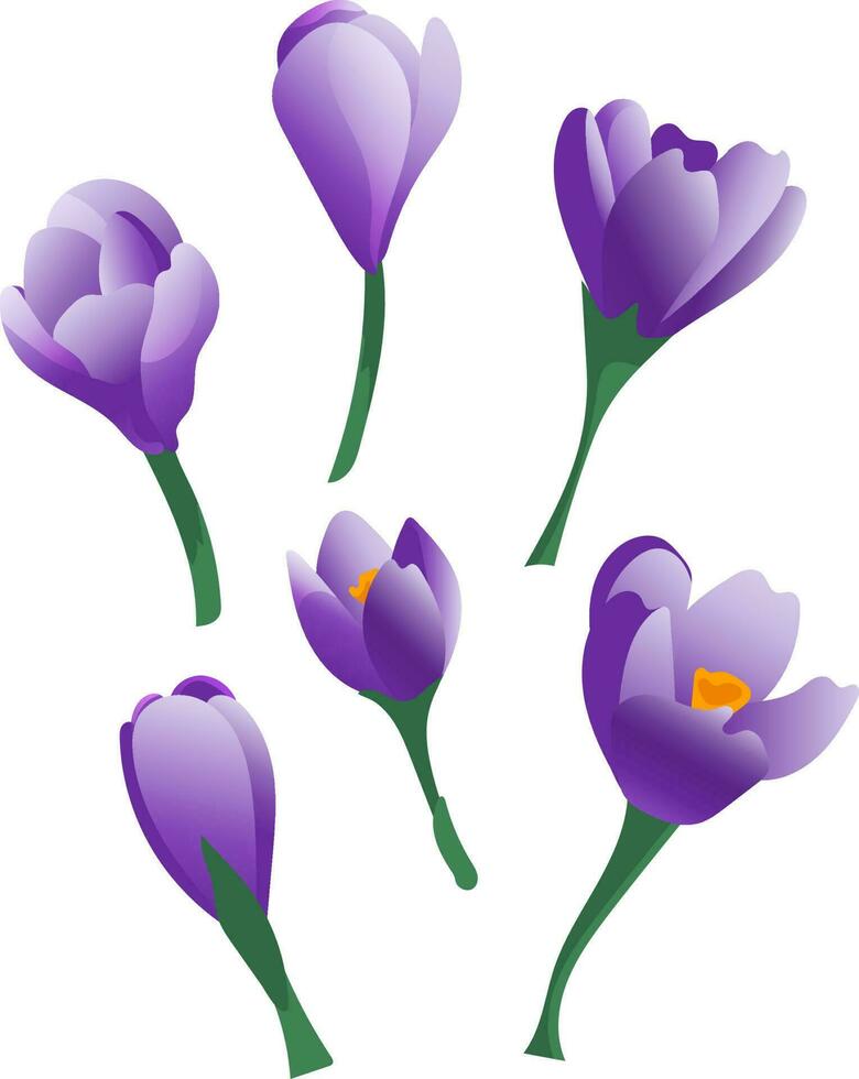 vecteur ensemble de violet crocus fleurs et bourgeons plat style isolé sur blanc Contexte