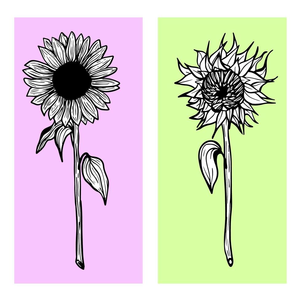 tournesols dessinés à la main sur fond coloré vecteur