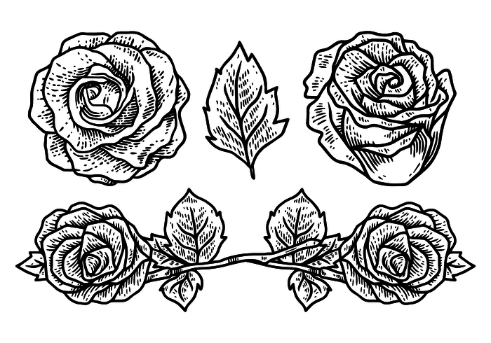 Illustration vectorielle de roses vecteur