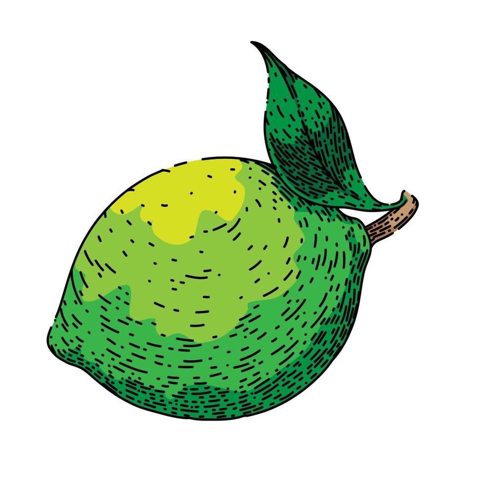 citron vert vert fruit esquisser main tiré vecteur