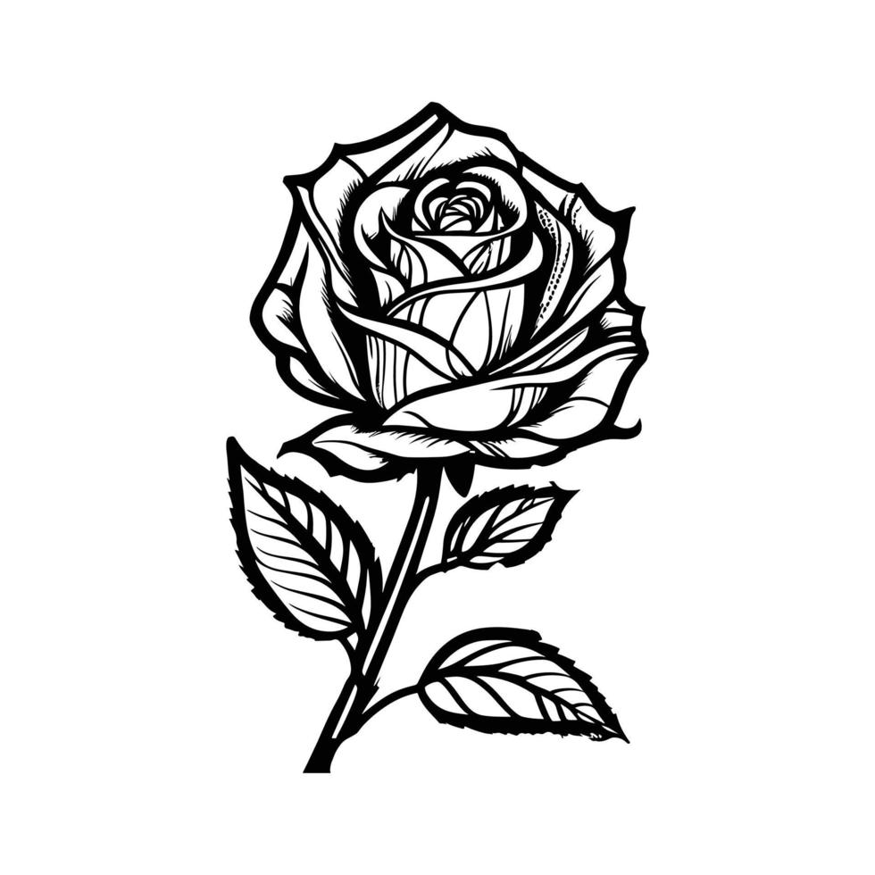 main tiré des roses. esquisser Rose fleurs avec feuilles. noir et blanc ancien gravure vecteur botanique