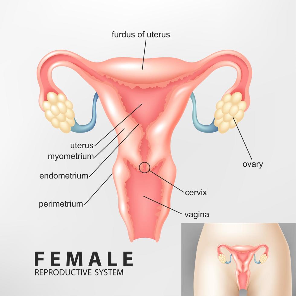 diagramme de femelle reproducteur système, vecteur illustration