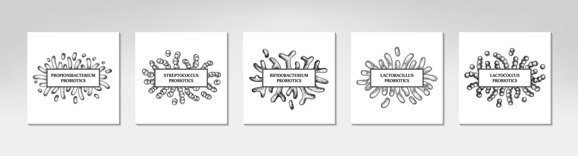 ensemble de cadres probiotiques dessinés à la main. conception d'emballage et d'informations médicales. illustration vectorielle dans le style de croquis vecteur