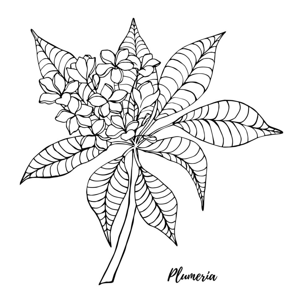 fleur de frangipanier croquis dessinés à la main. noir et blanc avec illustration d'art en ligne. vecteur
