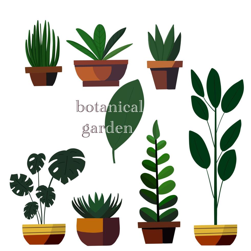 botanique jardin intérieur les plantes dans des pots vecteur