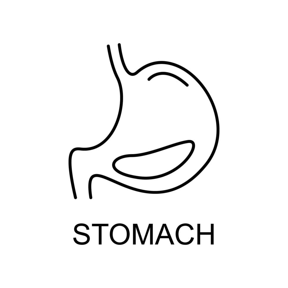 estomac ligne vecteur icône