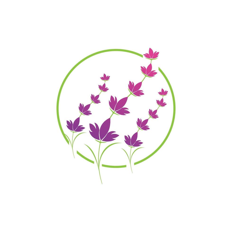 modèle de symbole de logo de fleur de lavande vecteur