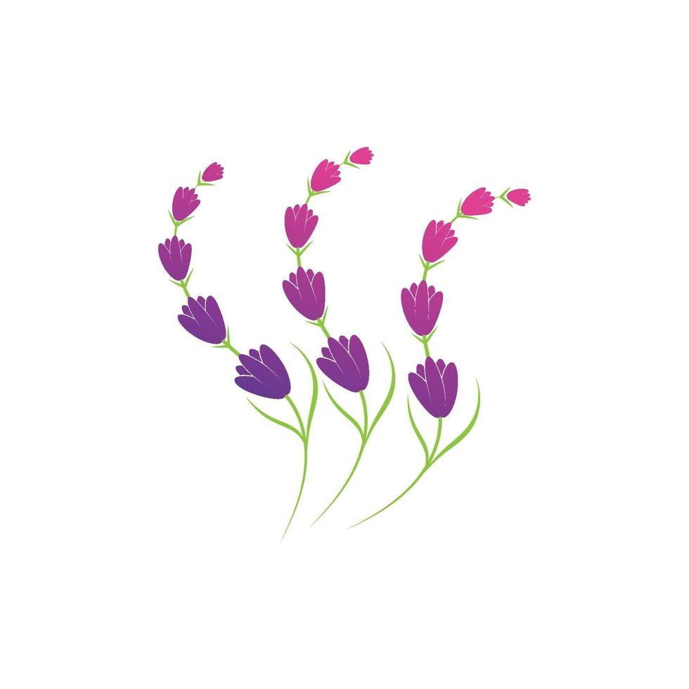 modèle de symbole de logo de fleur de lavande vecteur