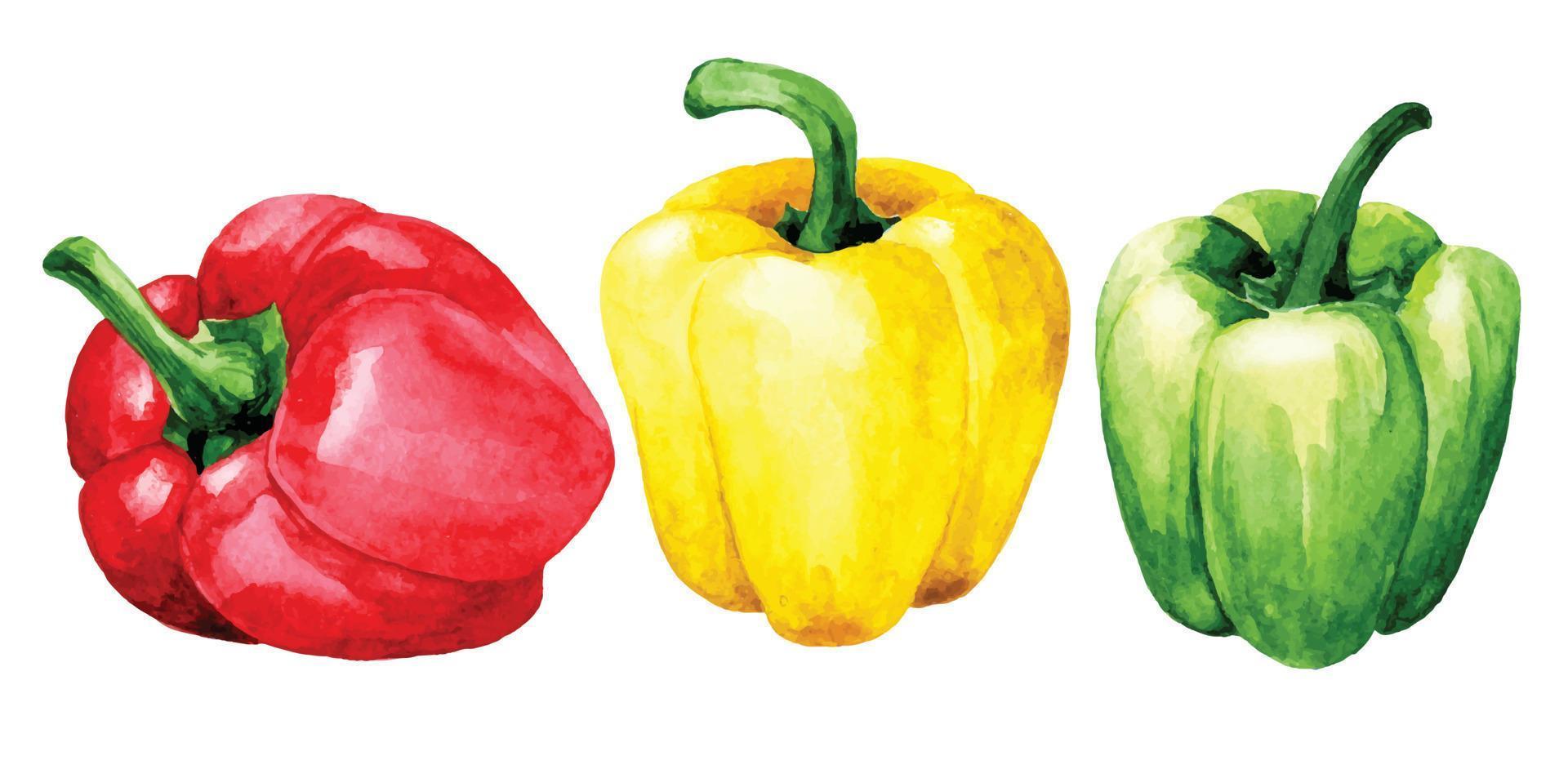 aquarelle dessin. ensemble de cloche poivrons, rouge, vert et Jaune. des légumes. vecteur