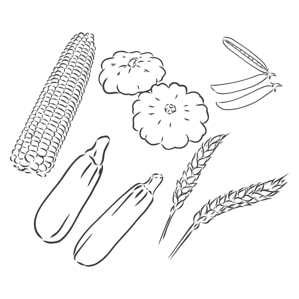 courgette. légumes dessinés à la main de vecteur isolés sur fond blanc. Croquis de vecteur de courgettes sur fond blanc