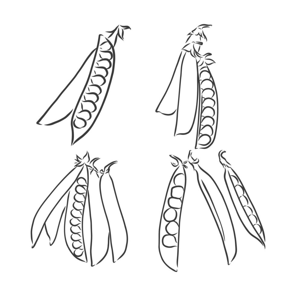 gravure illustration vectorielle de haricots et pois sur fond blanc. croquis de vecteur de pois sur fond blanc