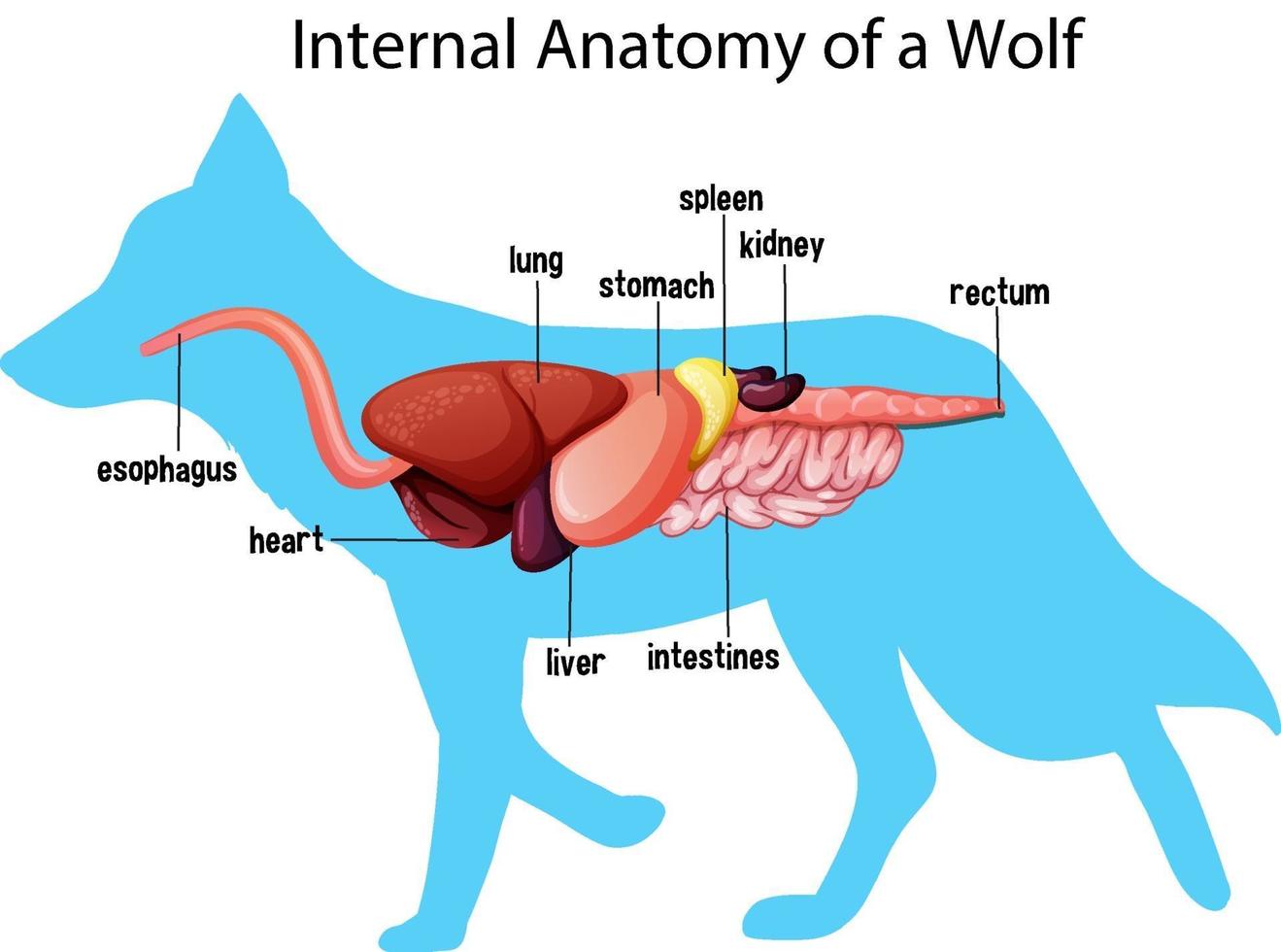 anatomie interne d'un loup vecteur