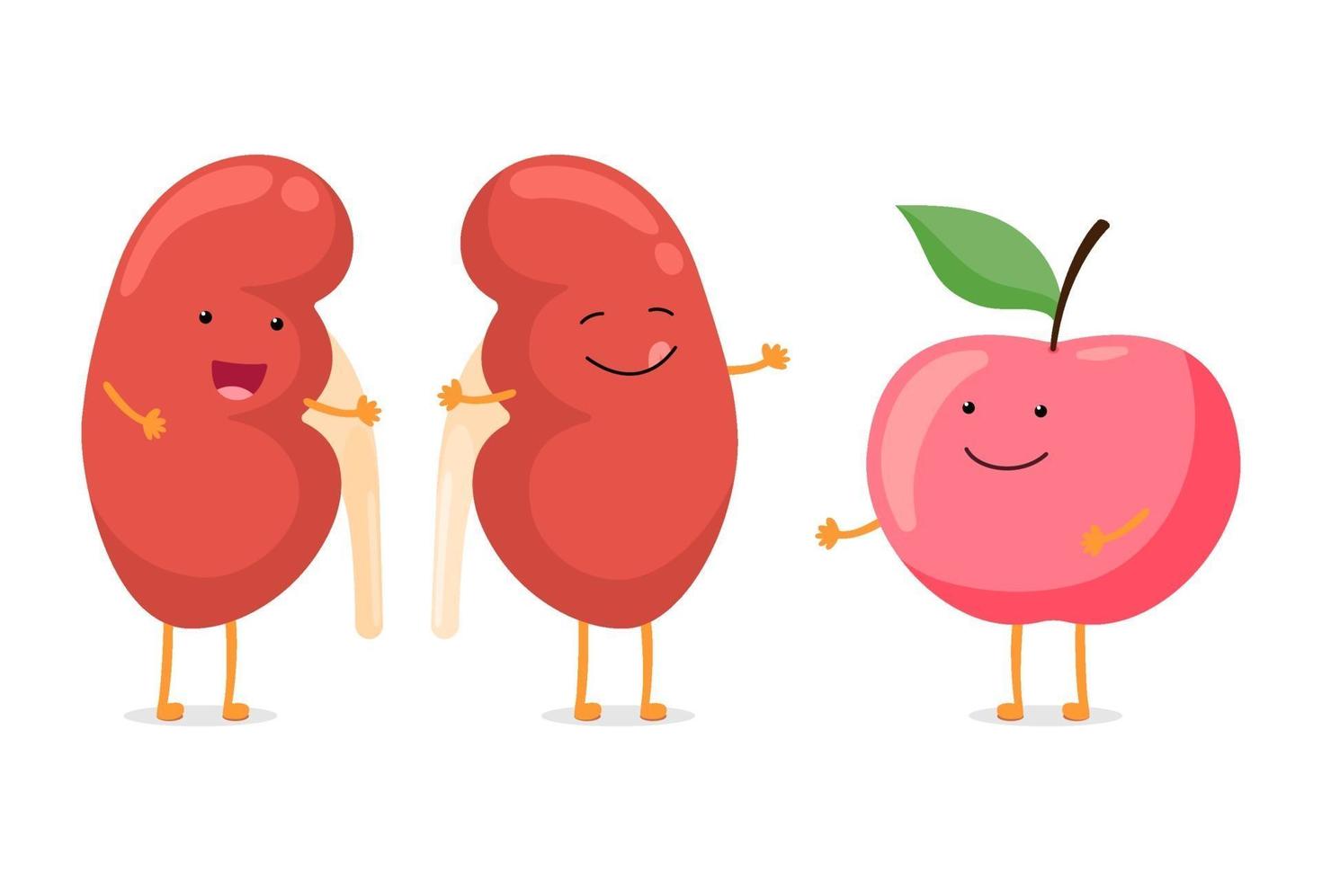 fort sain rein heureux souriant caractère émotion avec pomme rouge. anatomie humaine organe interne du système génito-urinaire avec nutrition écologique illustration de dessin animé de vecteur végétal