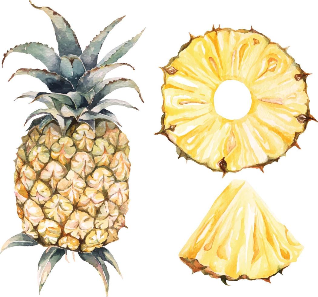 ensemble d'ananas aquarelle vecteur