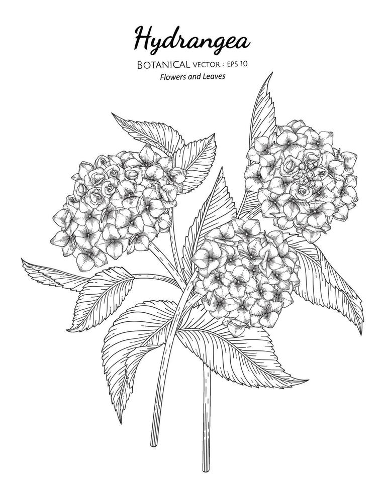 fleur d'hortensia et feuille illustration botanique dessinée à la main avec dessin au trait sur fond blanc. vecteur