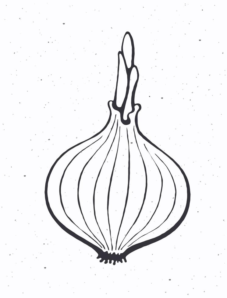 ampoule de oignon avec germer. en bonne santé végétarien aliments. ingrédient pour légume salade. vecteur illustration. seulement contour isolé sur blanc Contexte. agrafe art pour emballage, étiqueter, menu, enseigne