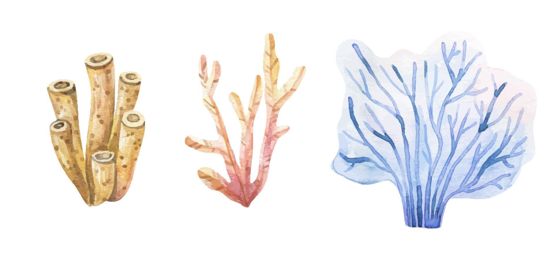 algue ensemble. sous-marin les plantes. aquarelle illustration. océan. algues marines algues, corail récif conception élément. aquarium les plantes silhouettes vecteur