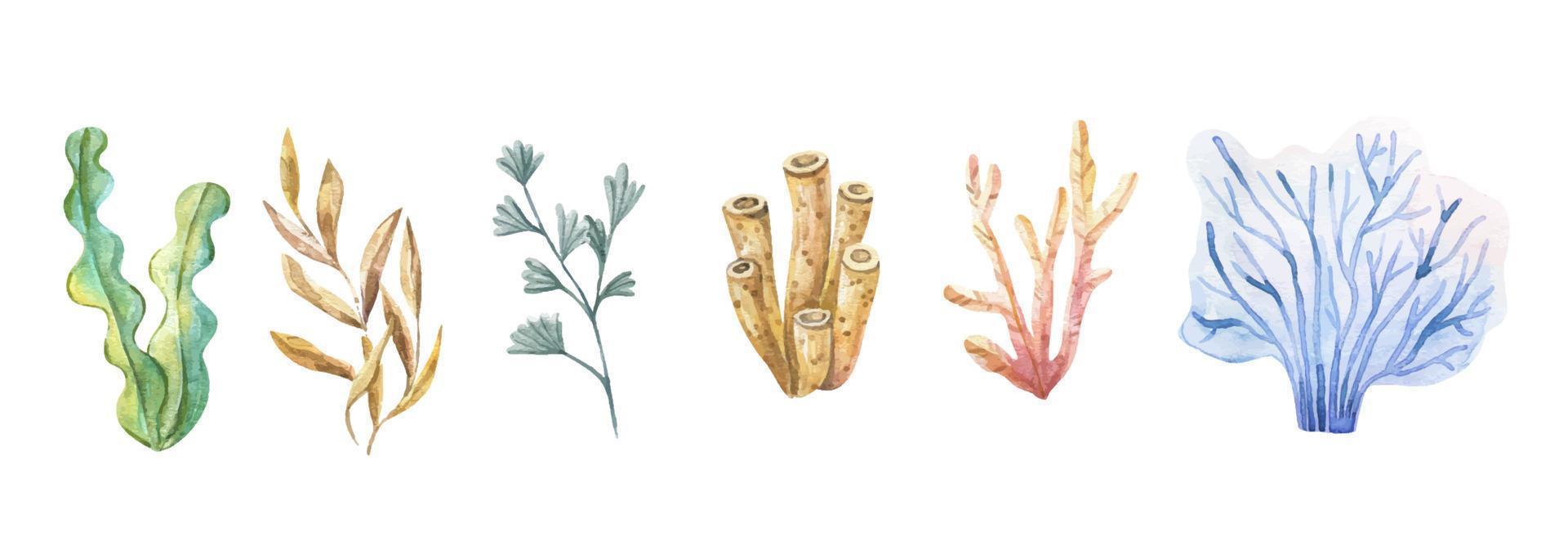 algue ensemble. sous-marin les plantes. aquarelle illustration. océan. algues marines algues, corail récif conception élément. aquarium les plantes silhouettes vecteur