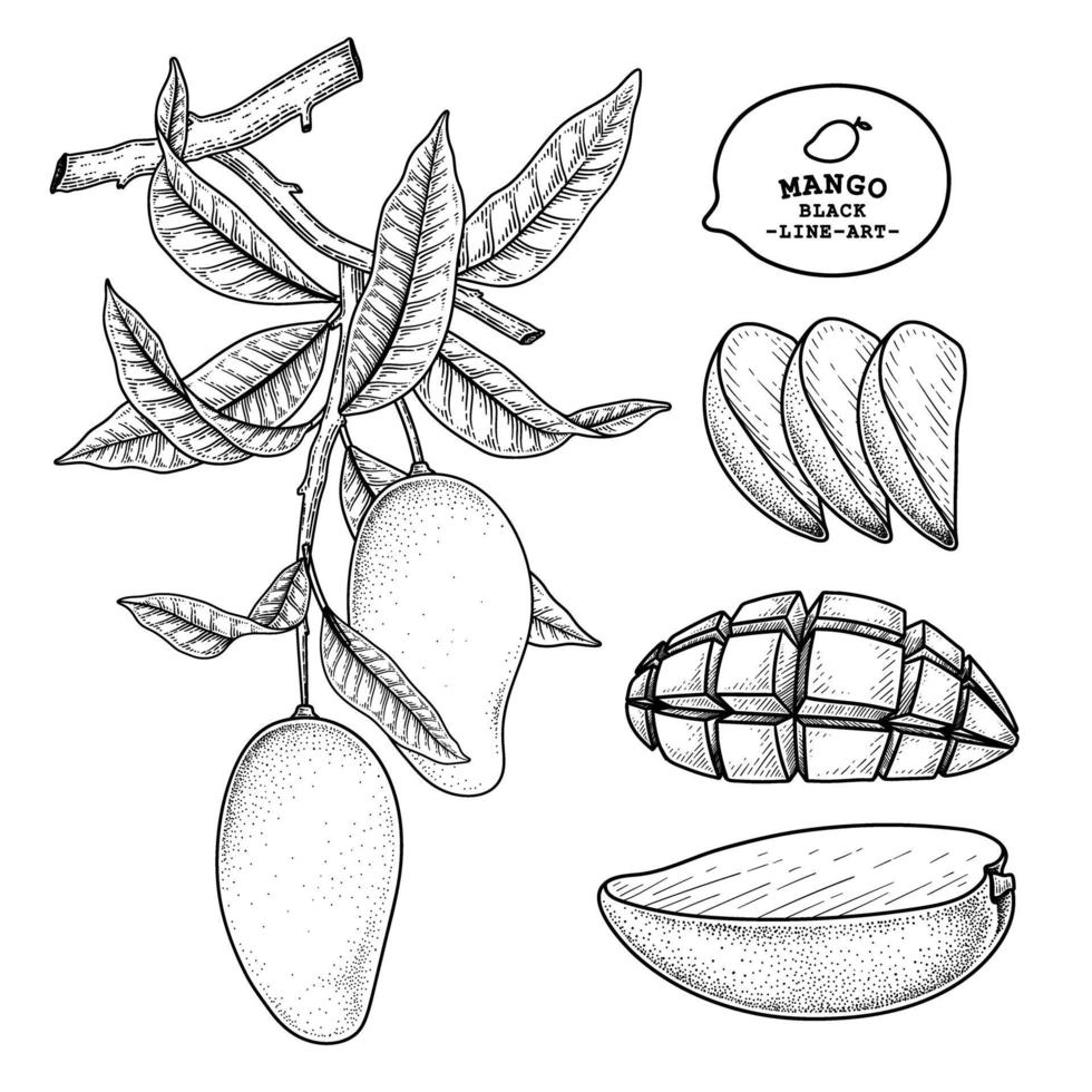 ensemble d'éléments dessinés à la main mangue illustration botanique vecteur