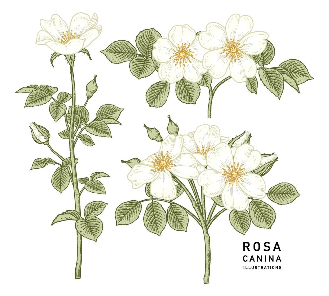 chien blanc rose ou rosa canina fleur illustration botanique dessinée à la main style vintage vecteur