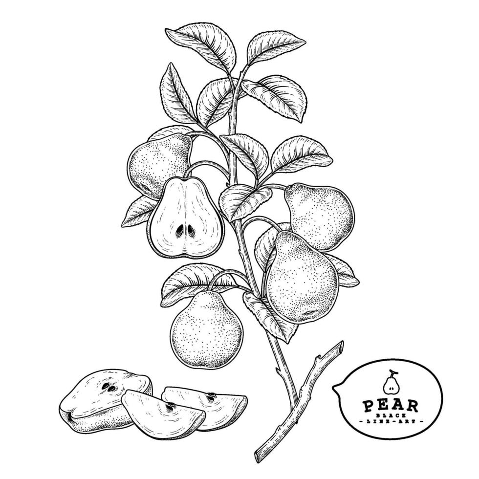 branche de poire avec vecteur de croquis dessiné main fruits