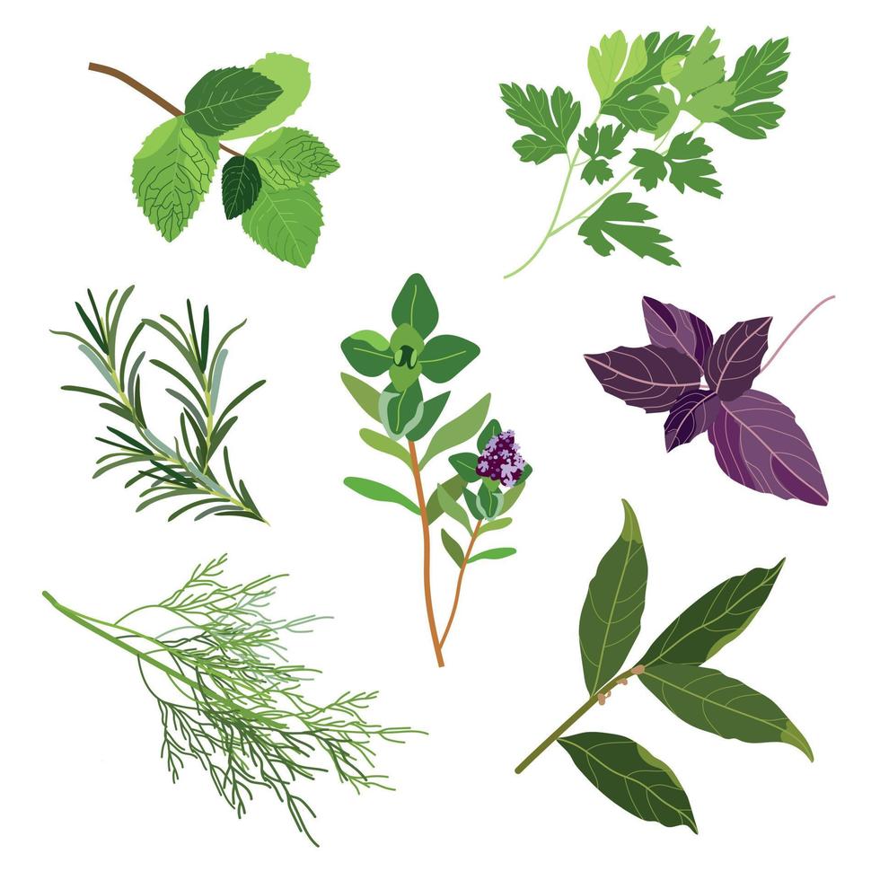 ensemble de populaire culinaire herbes et épices. menthe et Romarin, basilic, thym, persil, aneth, baie feuille. vecteur plat illustration. pour santé se soucier, magasin, produits de beauté, nourriture conception