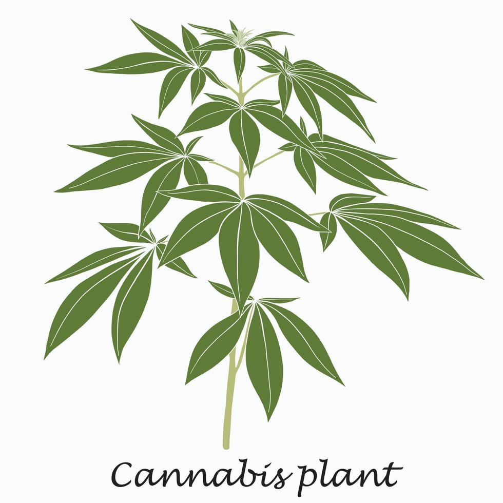 conception plate de dessin à main levée de plante de cannabis de simplicité. vecteur