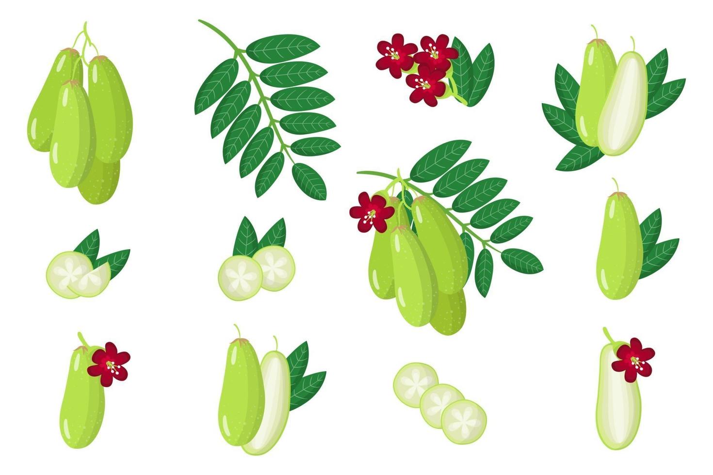 ensemble d'illustrations avec des fruits exotiques bilimbi, des fleurs et des feuilles isolées sur fond blanc. vecteur