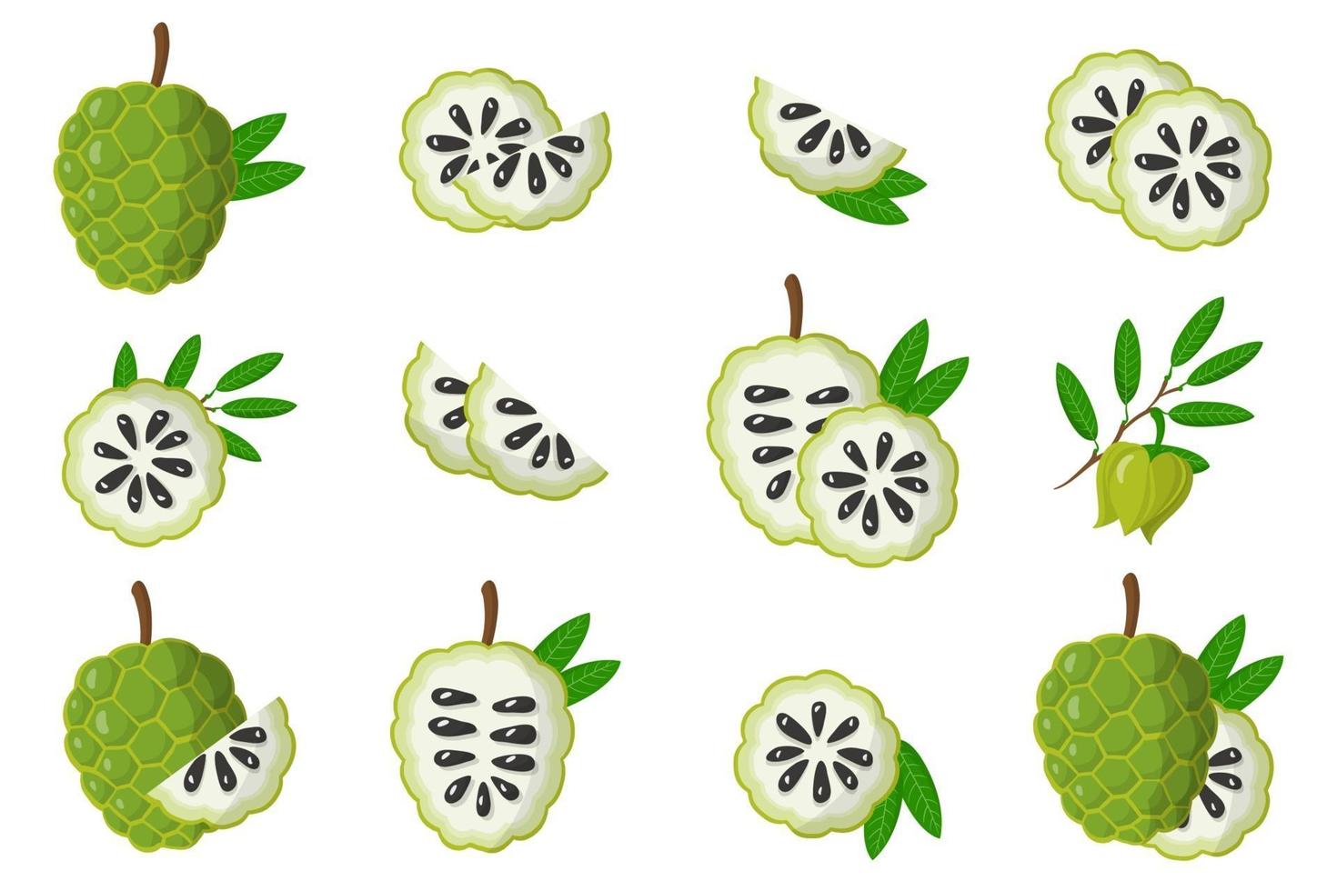 ensemble d'illustrations avec des fruits exotiques annona, des fleurs et des feuilles isolés sur fond blanc. vecteur