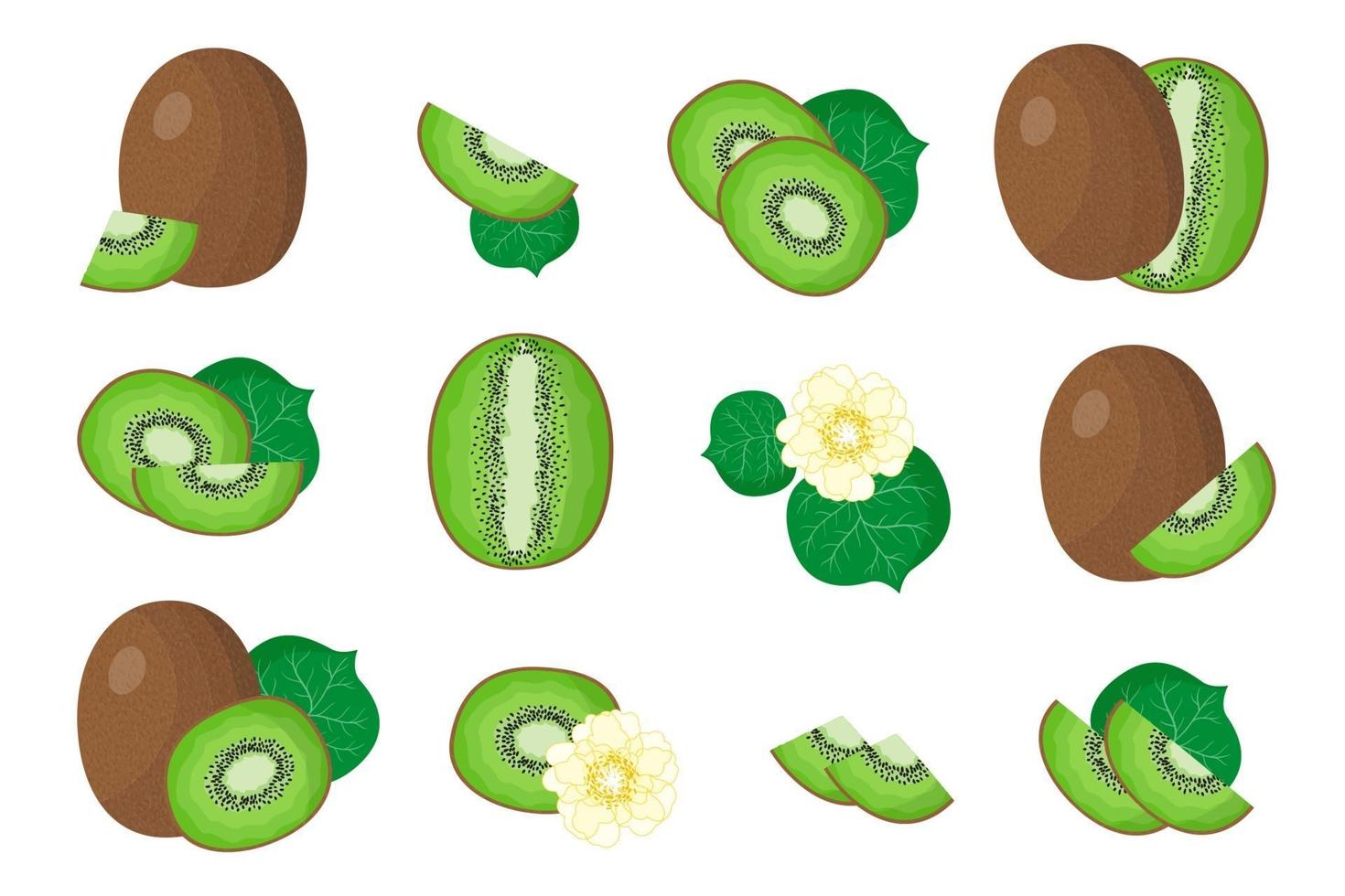 ensemble d'illustrations avec des fruits exotiques de kiwis, des fleurs et des feuilles isolés sur fond blanc. vecteur