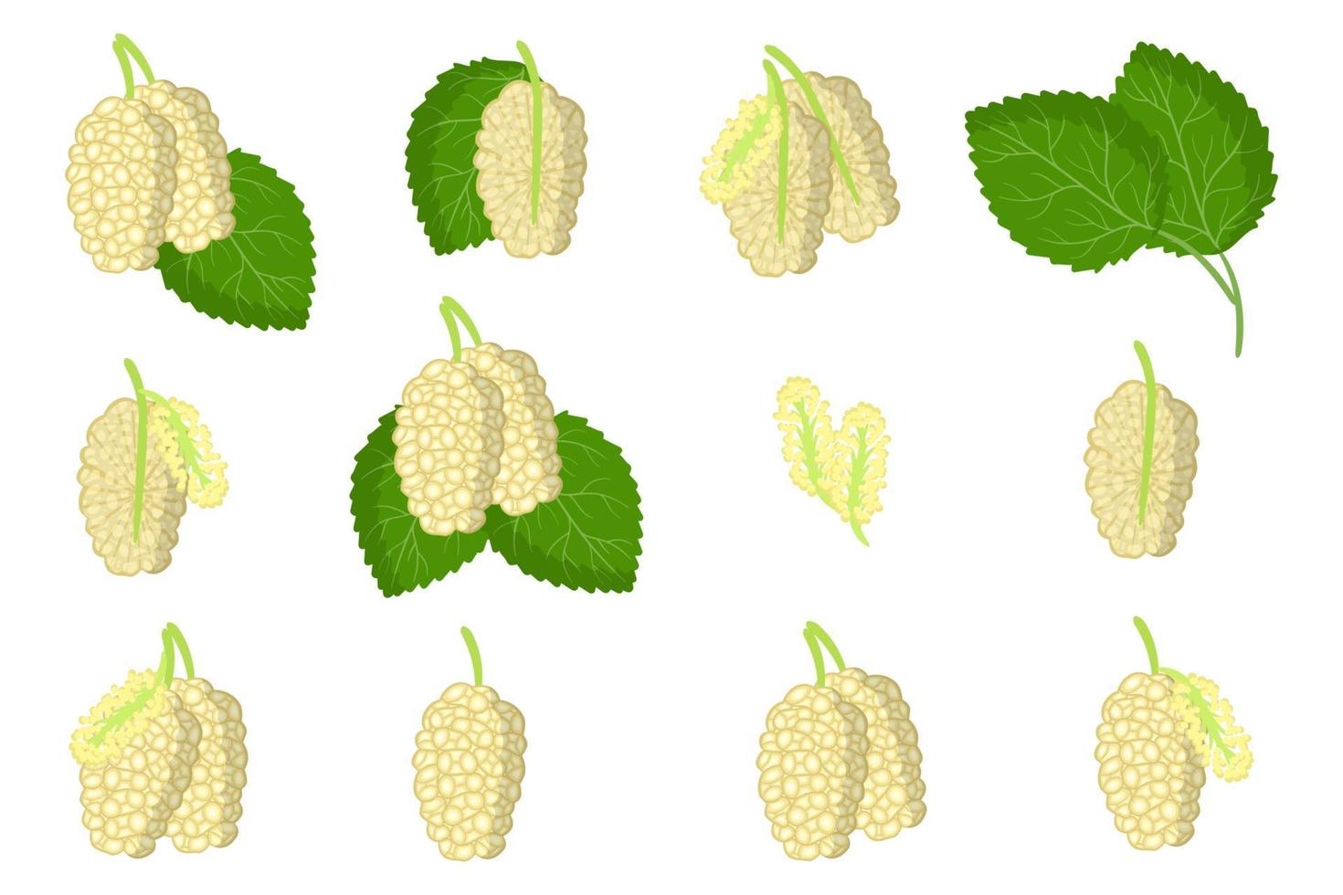 ensemble d'illustrations avec des fruits exotiques de mûrier blanc, des fleurs et des feuilles isolées sur fond blanc. vecteur