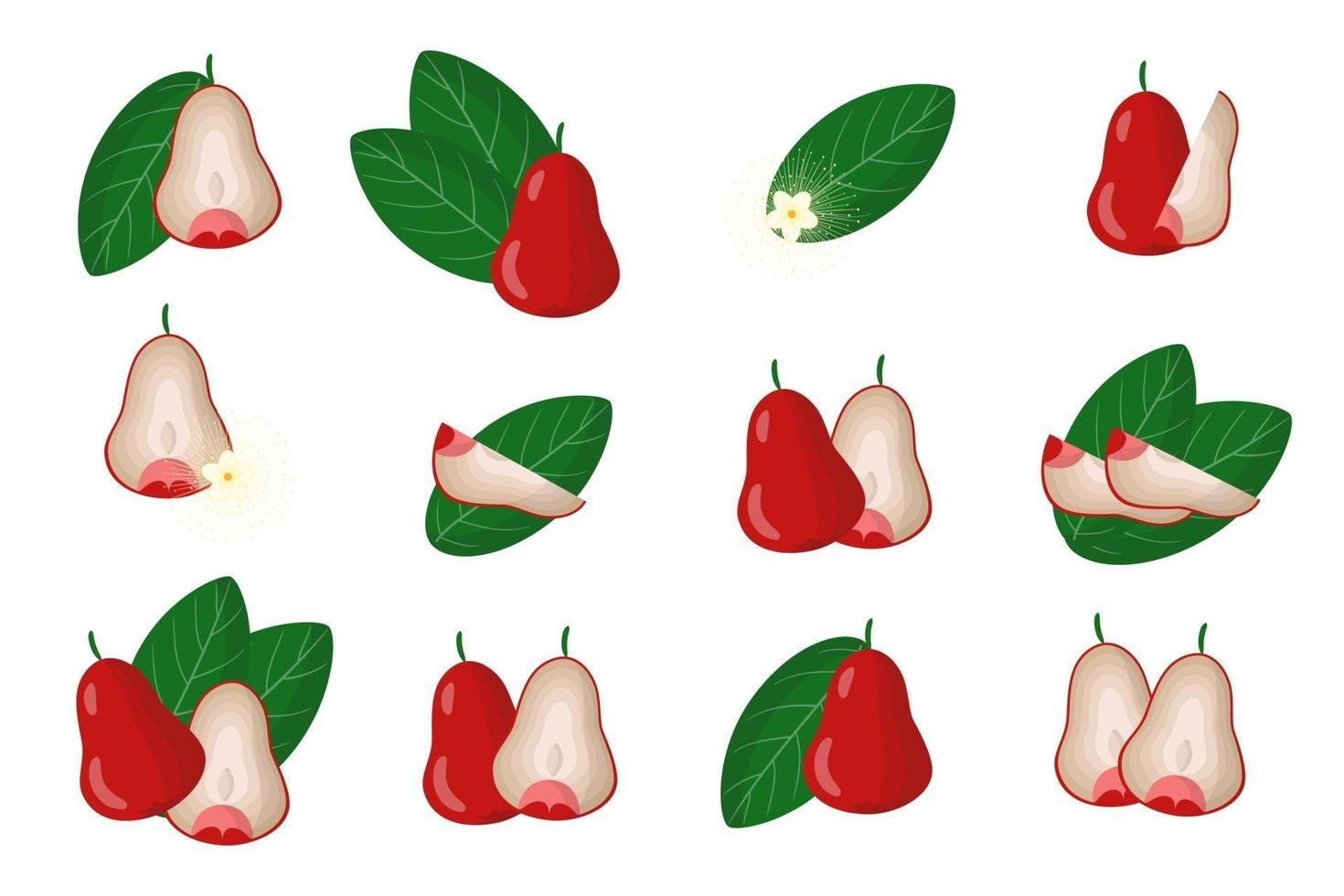 ensemble d'illustrations avec des fruits exotiques de pomme rose, des fleurs et des feuilles isolées sur fond blanc. vecteur