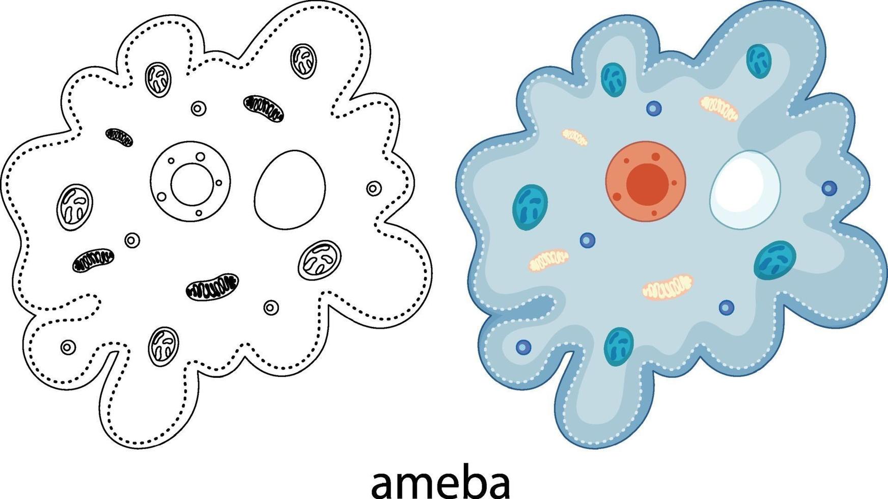 Ameba en couleur et doodle sur fond blanc vecteur