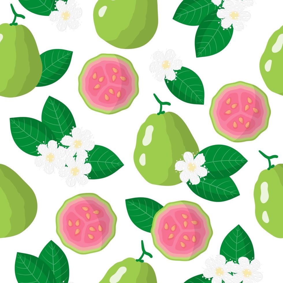 Modèle sans couture de dessin animé de vecteur avec psidium ou goyave fruits exotiques, fleurs et feuilles sur fond blanc