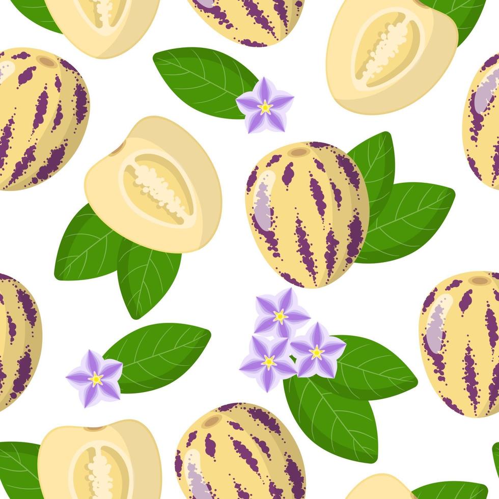 Modèle sans couture de dessin animé de vecteur avec solanum muricatum ou pépino fruits exotiques, fleurs et feuilles sur fond blanc