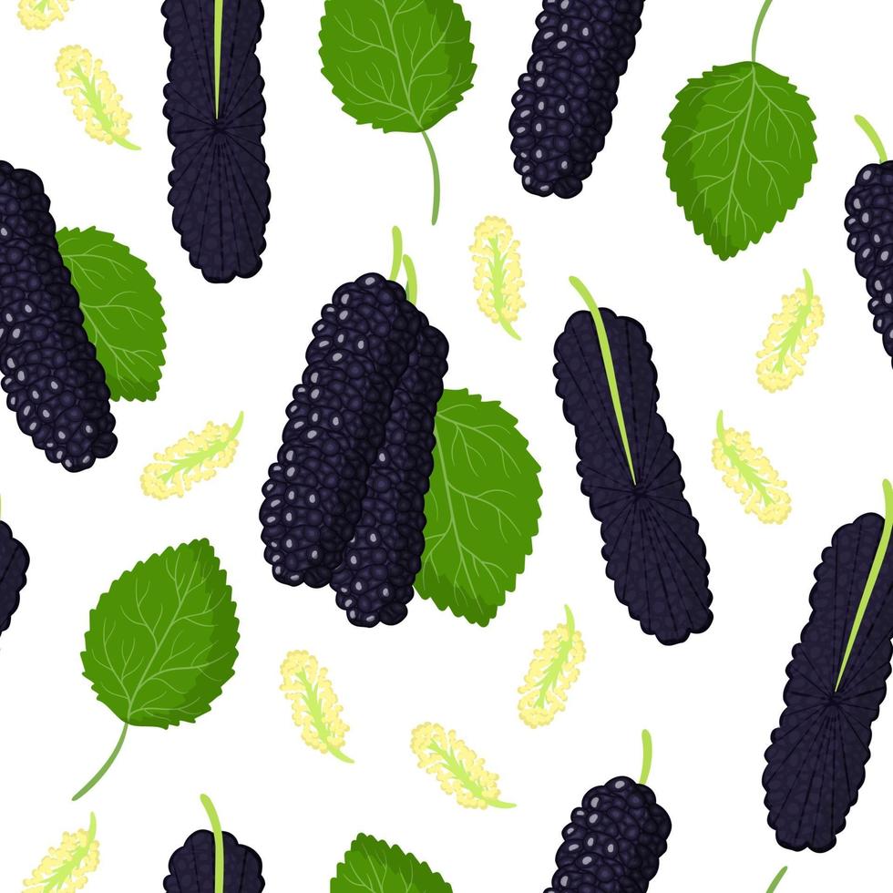 Modèle sans couture de dessin animé de vecteur avec des fruits exotiques de mûrier noir hybride, des fleurs et des feuilles sur fond blanc
