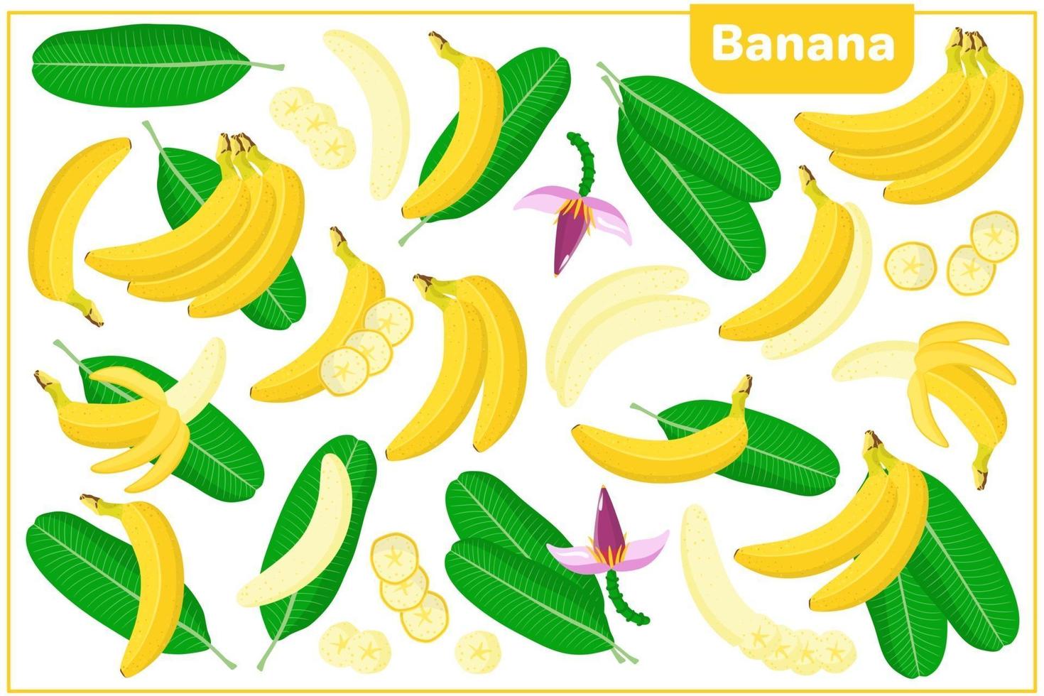 ensemble d'illustrations de dessin animé de vecteur avec des fruits exotiques de banane, des fleurs et des feuilles isolés sur fond blanc