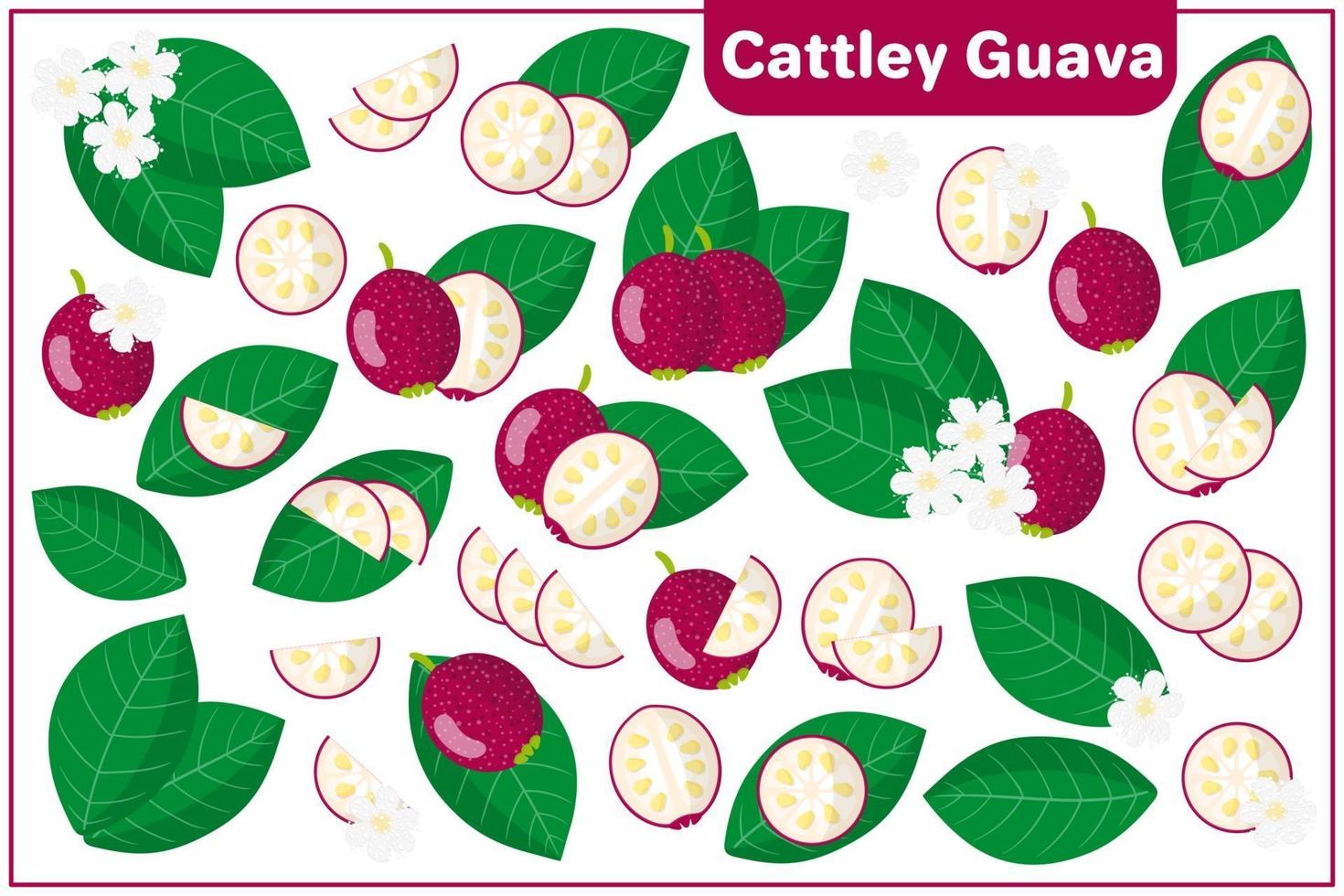 ensemble d'illustrations de dessin animé de vecteur avec des fruits exotiques de goyave cattley, des fleurs et des feuilles isolés sur fond blanc