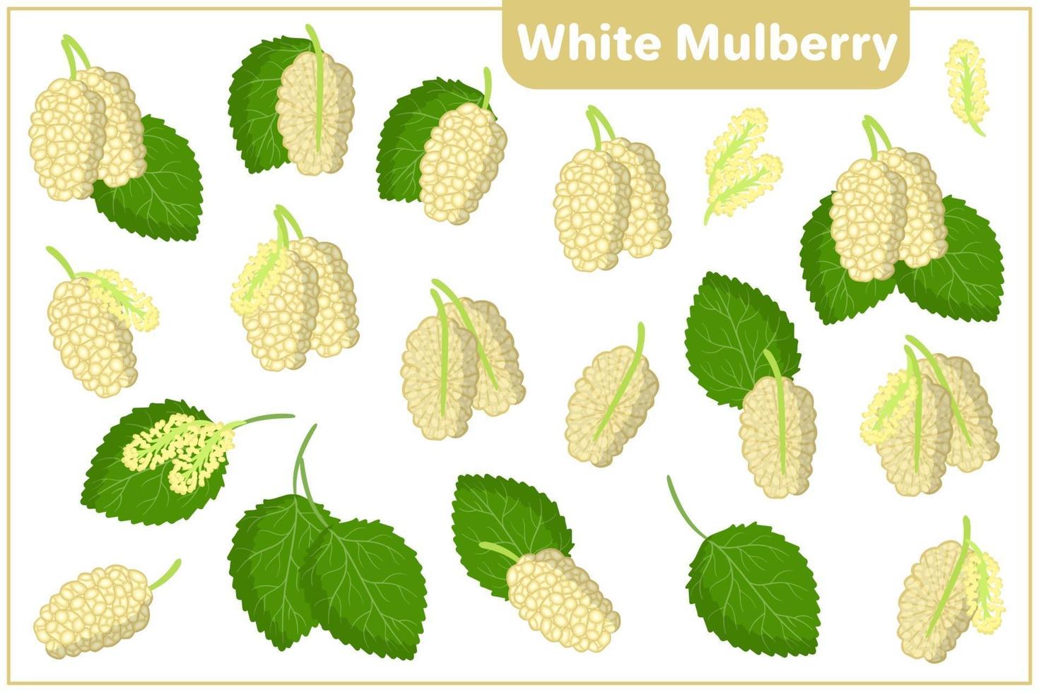 ensemble d'illustrations de dessin animé de vecteur avec des fruits exotiques de mûrier blanc, des fleurs et des feuilles isolés sur fond blanc