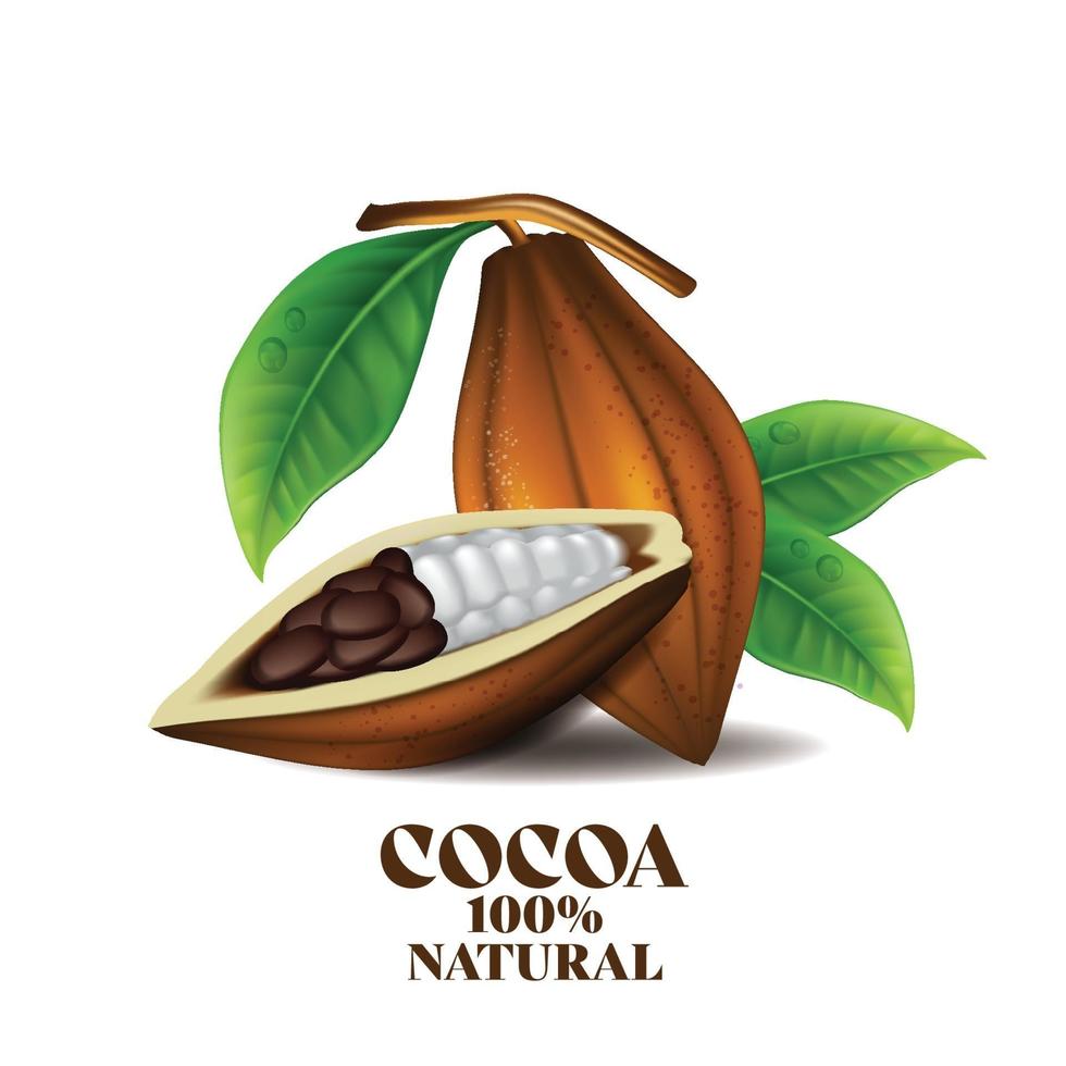 fèves de cacao avec illustration vectorielle de feuilles vertes vecteur