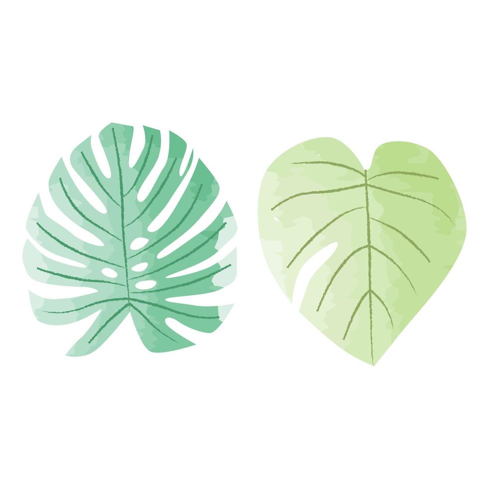 monstera feuilles aquarelle éléments ensemble vecteur