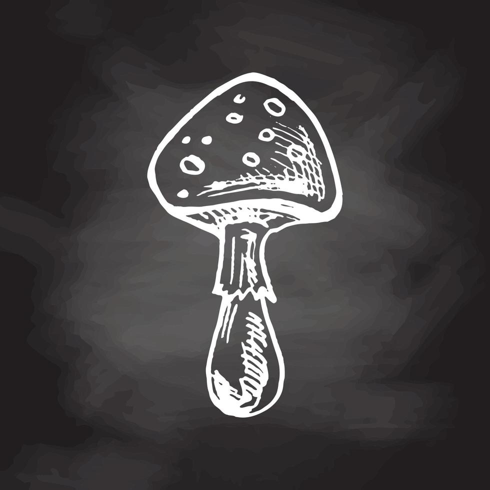 illustration de toxique champignon, champignon vénéneux, mouche agaric. main tiré esquisser sur. vecteur isolé sur tableau noir Contexte.