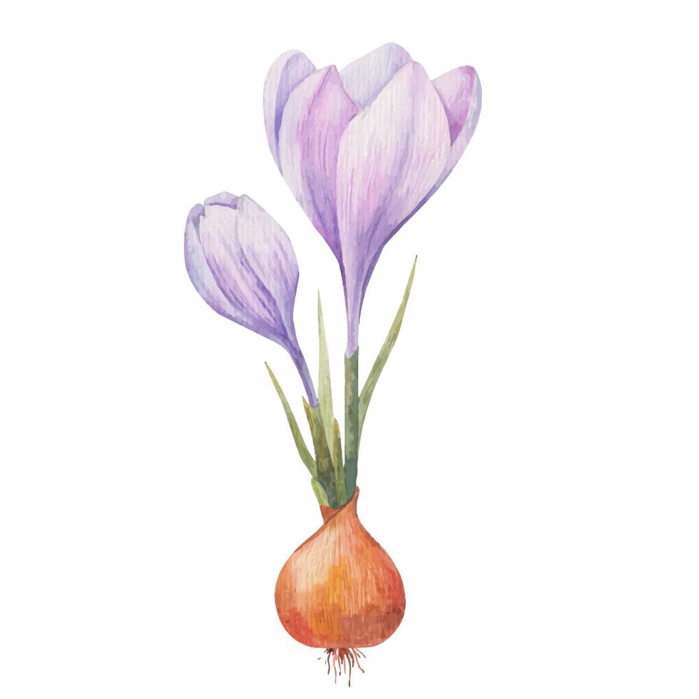 bulbeux les plantes dans le printemps, jacinthe, crocus et jonquille dans vecteuron une blanc Contexte vecteur