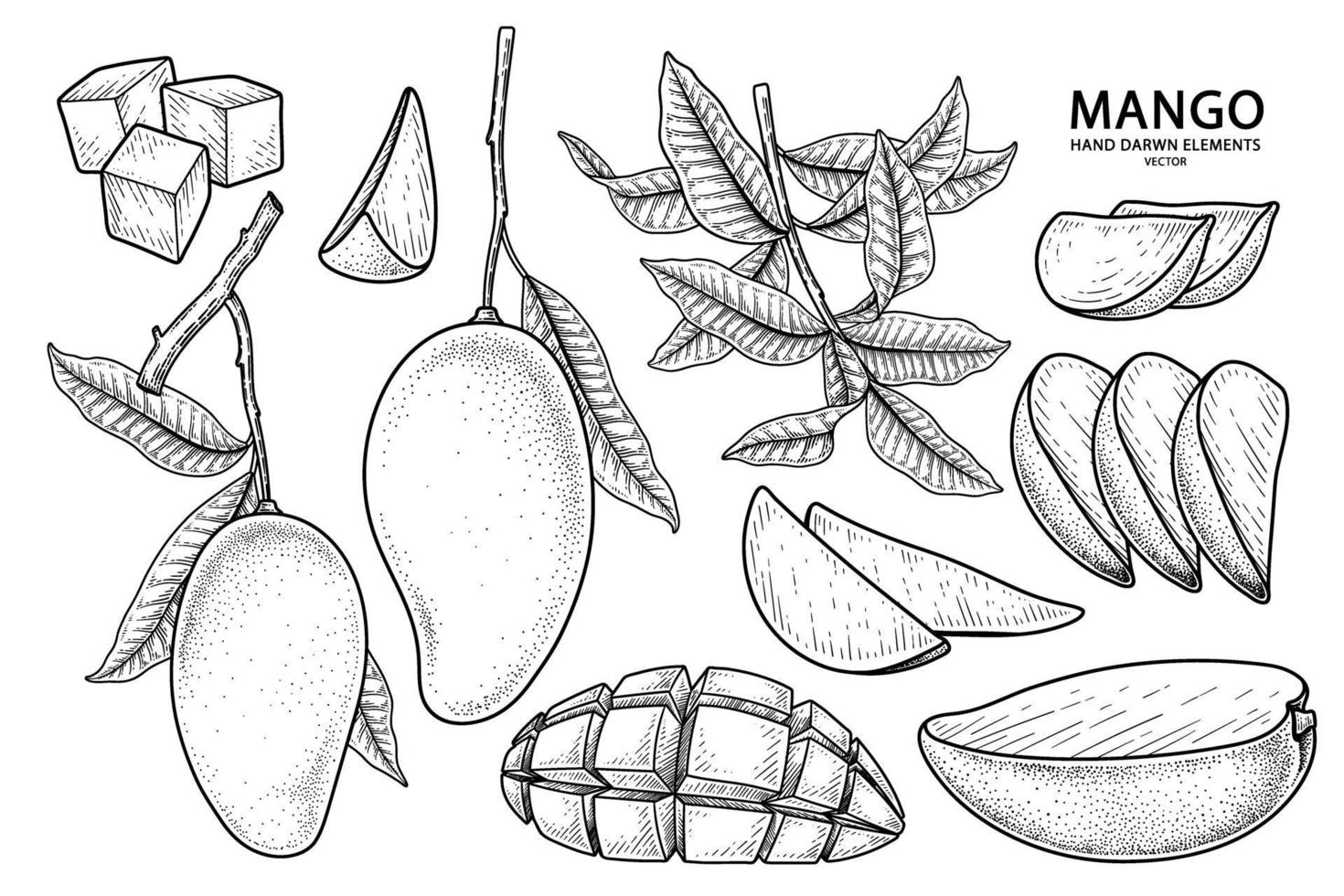 ensemble d'éléments dessinés à la main mangue illustration botanique vecteur