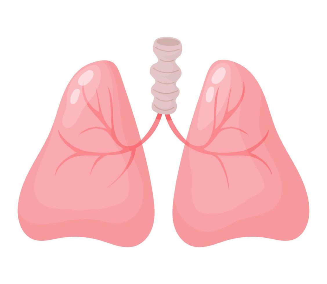 poumons. Humain organe. vecteur illustration dans plat dessin animé style. anatomie concept.