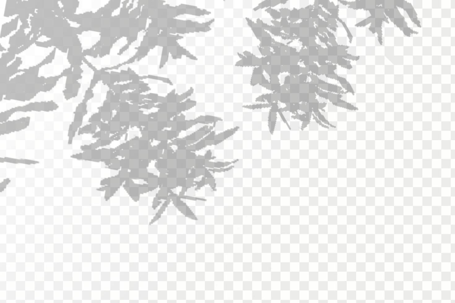 réaliste ombre tropical feuilles et branches sur transparent à carreaux Contexte. le effet de superposition ombres. Naturel lumière mise en page. vecteur