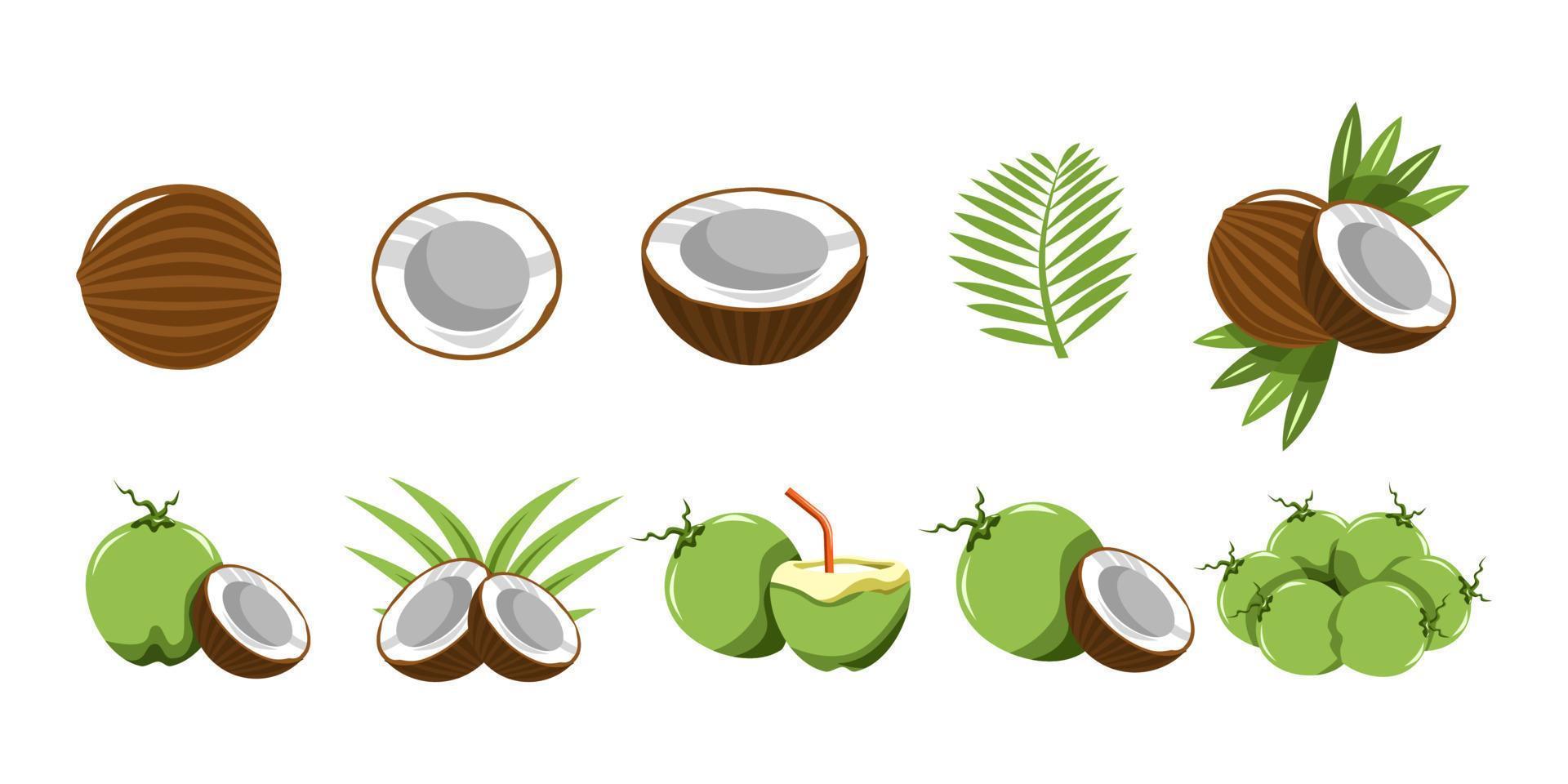 noix de coco vecteur ensemble collection graphique clipart conception